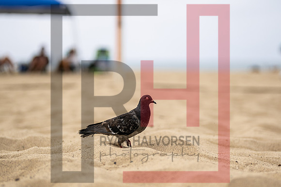 _RJH7091